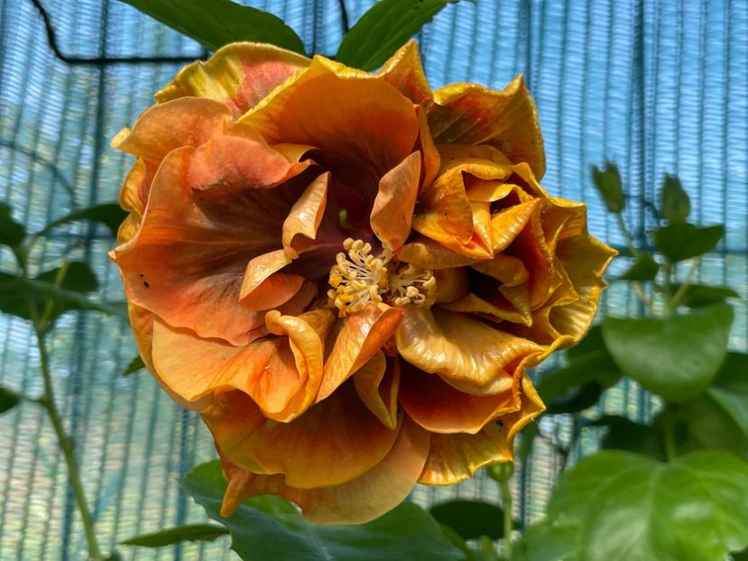  - Chi s garden Forest Rhapsody