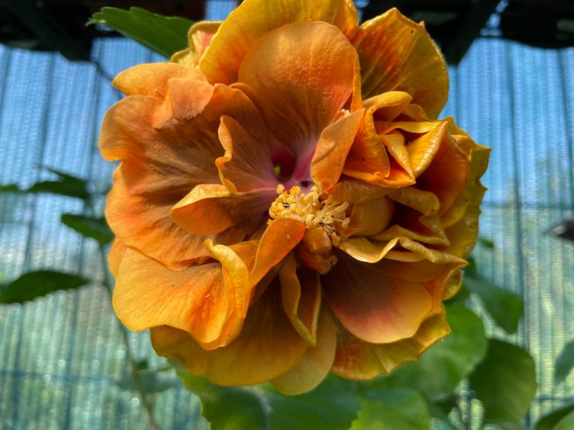  - Chi s garden Forest Rhapsody