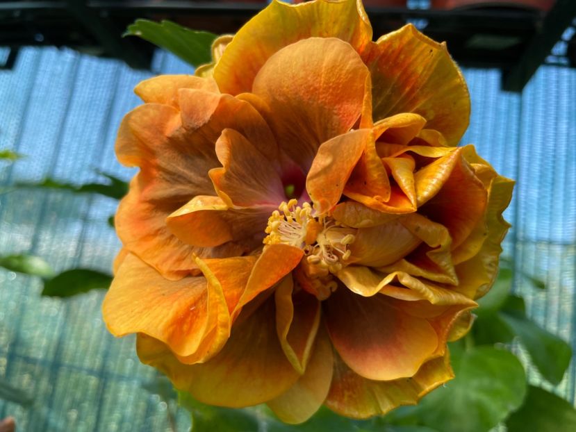  - Chi s garden Forest Rhapsody