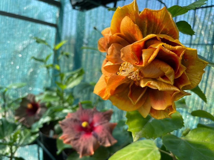  - Chi s garden Forest Rhapsody