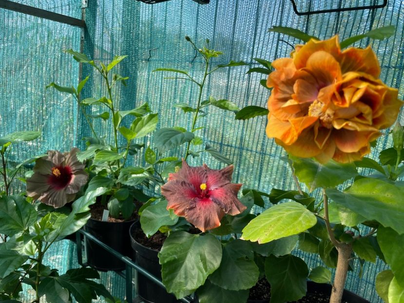  - Chi s garden Forest Rhapsody