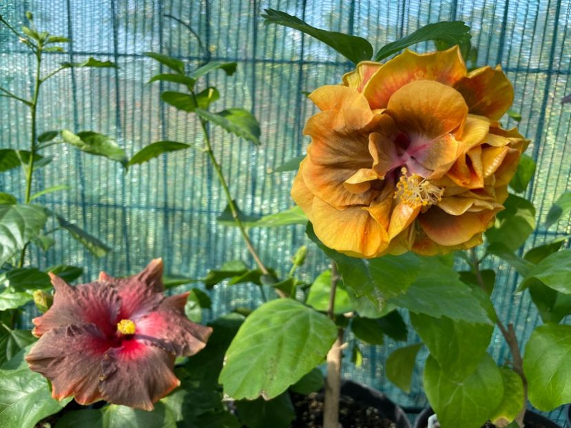  - Chi s garden Forest Rhapsody