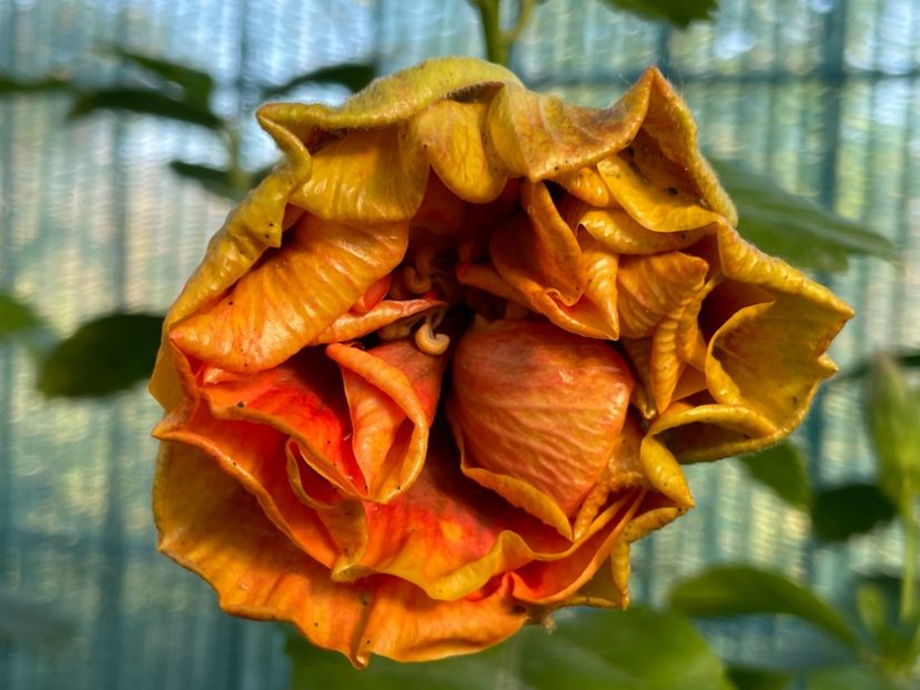  - 001 - Hibiscusi 2024 - 2