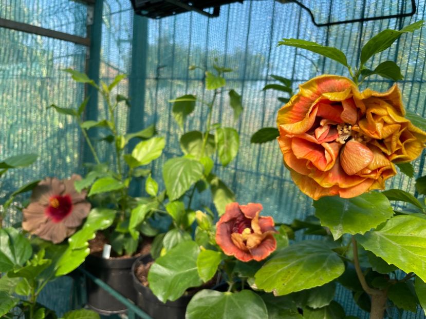  - 001 - Hibiscusi 2024 - 2