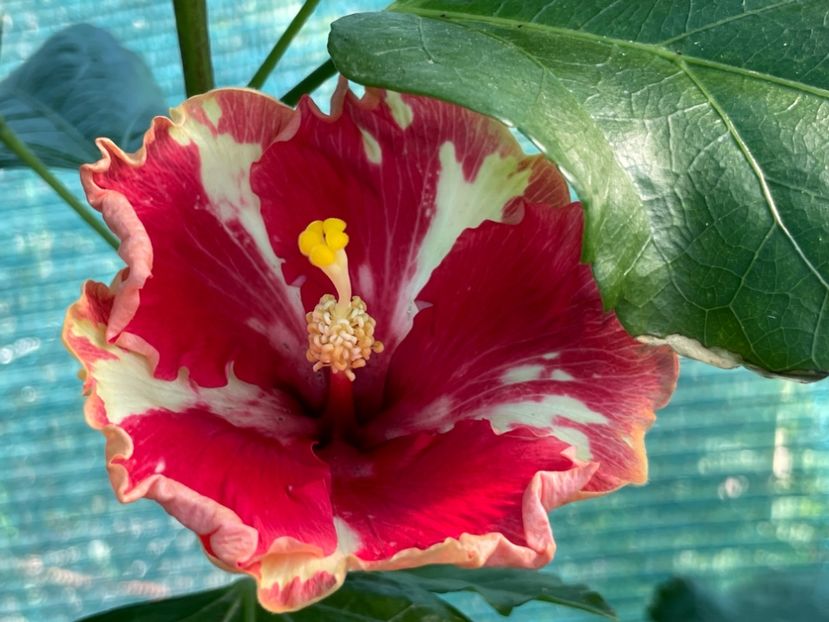  - 001 - Hibiscusi 2024 - 2