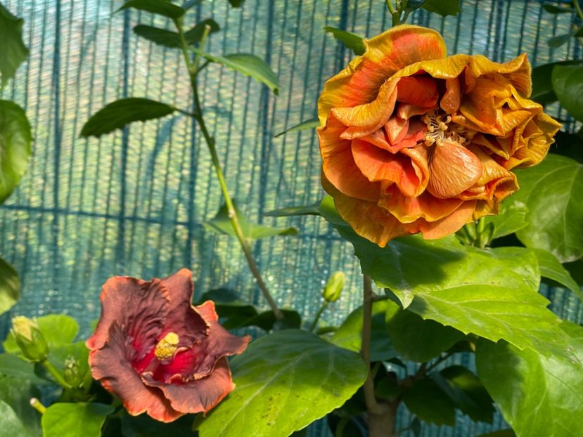  - 001 - Hibiscusi 2024 - 2