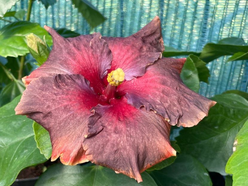  - 001 - Hibiscusi 2024 - 2