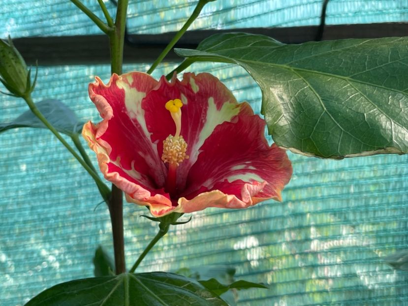  - 001 - Hibiscusi 2024 - 2