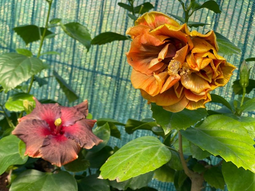  - 001 - Hibiscusi 2024 - 2