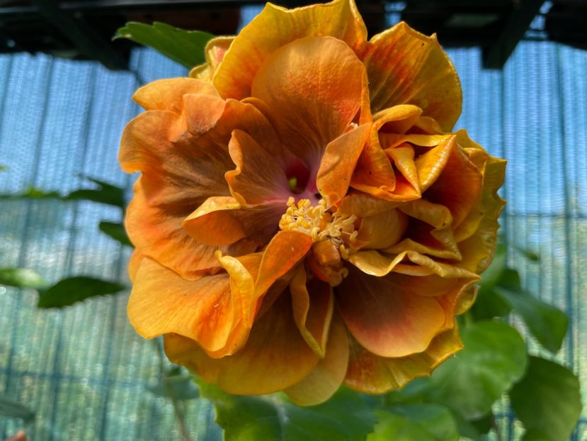  - 001 - Hibiscusi 2024 - 2