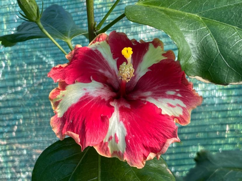  - 001 - Hibiscusi 2024 - 2