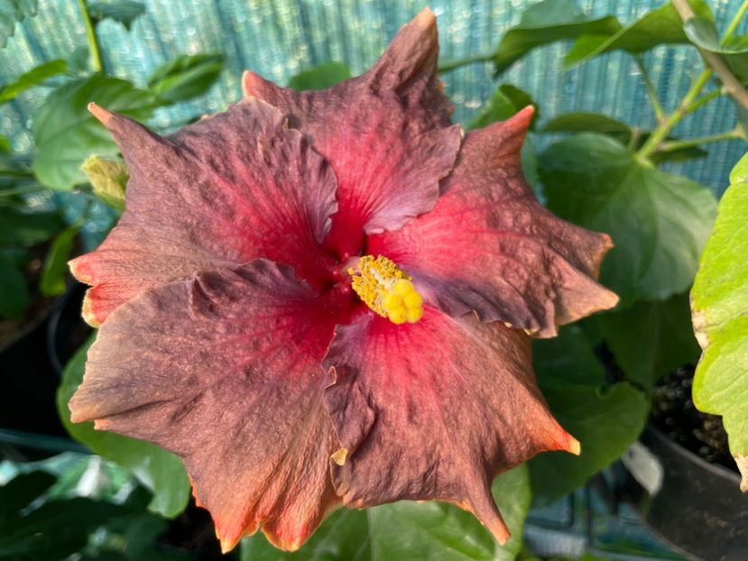  - 001 - Hibiscusi 2024 - 2