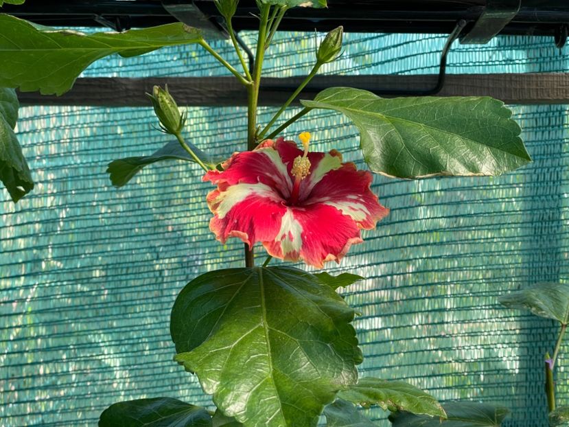  - 001 - Hibiscusi 2024 - 2