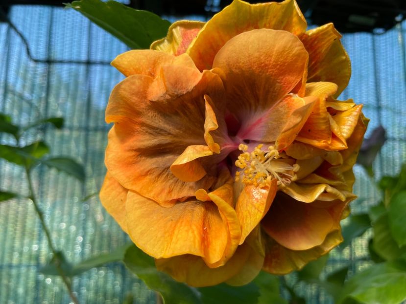  - 001 - Hibiscusi 2024 - 2