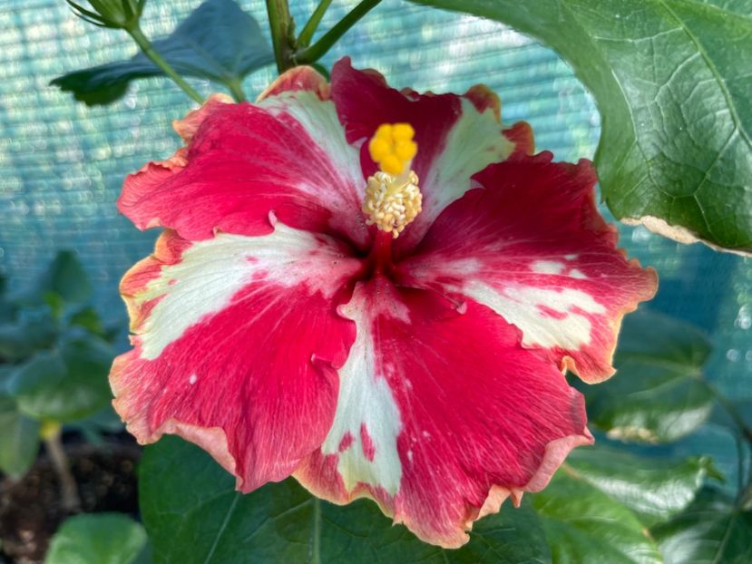  - 001 - Hibiscusi 2024 - 2