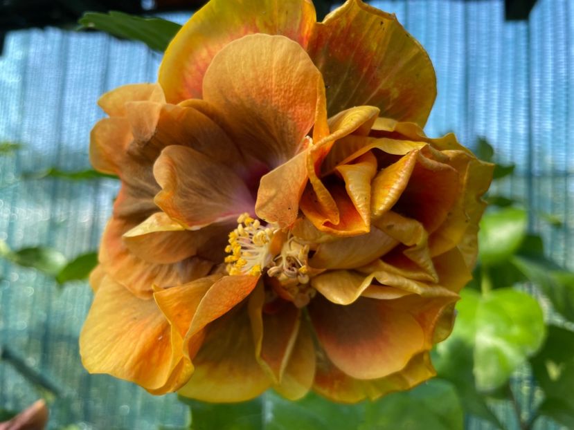  - 001 - Hibiscusi 2024 - 2