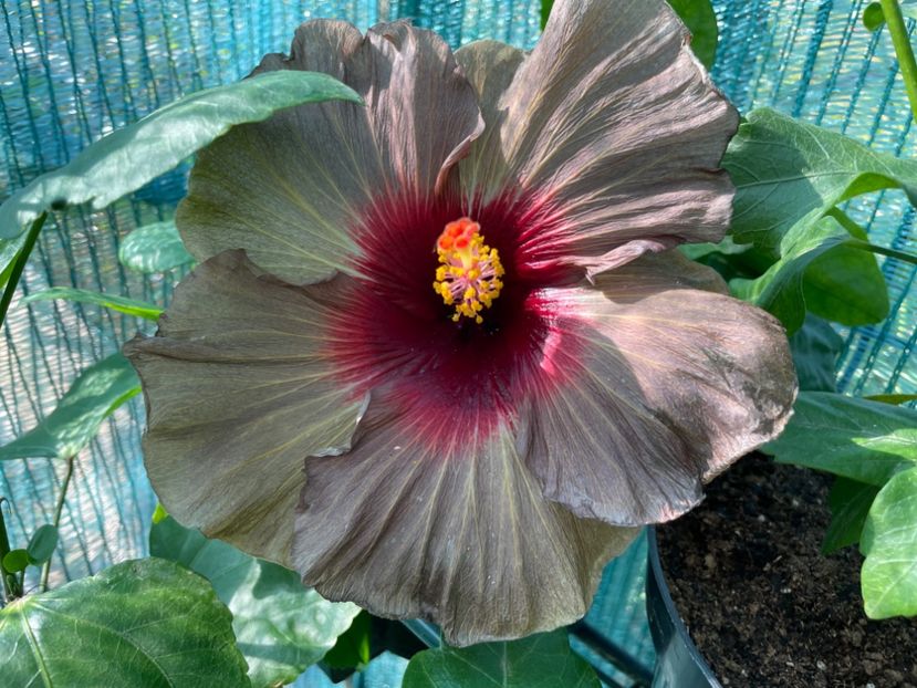  - 001 - Hibiscusi 2024 - 2