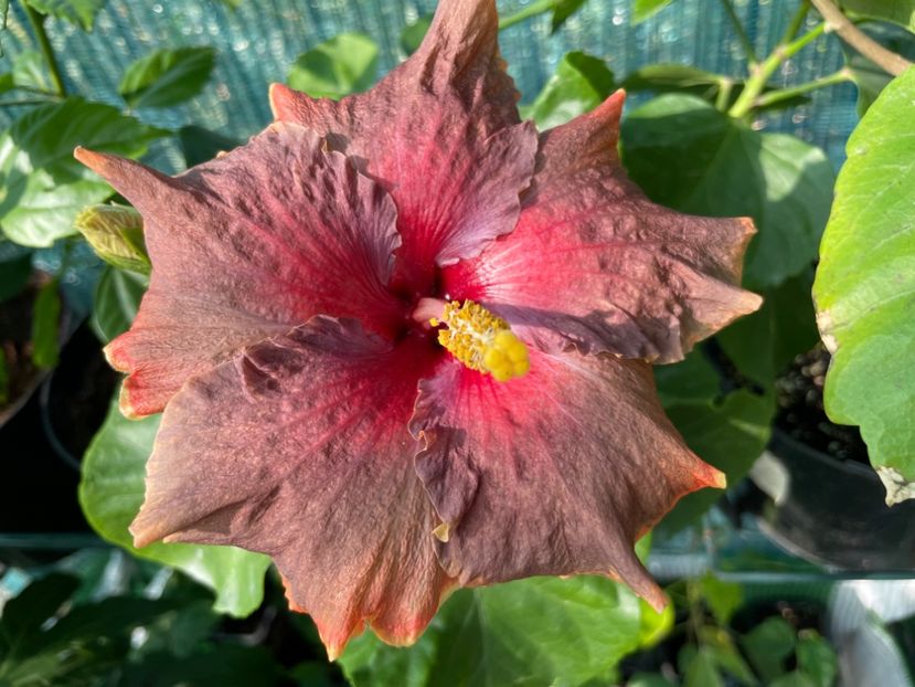  - 001 - Hibiscusi 2024 - 2