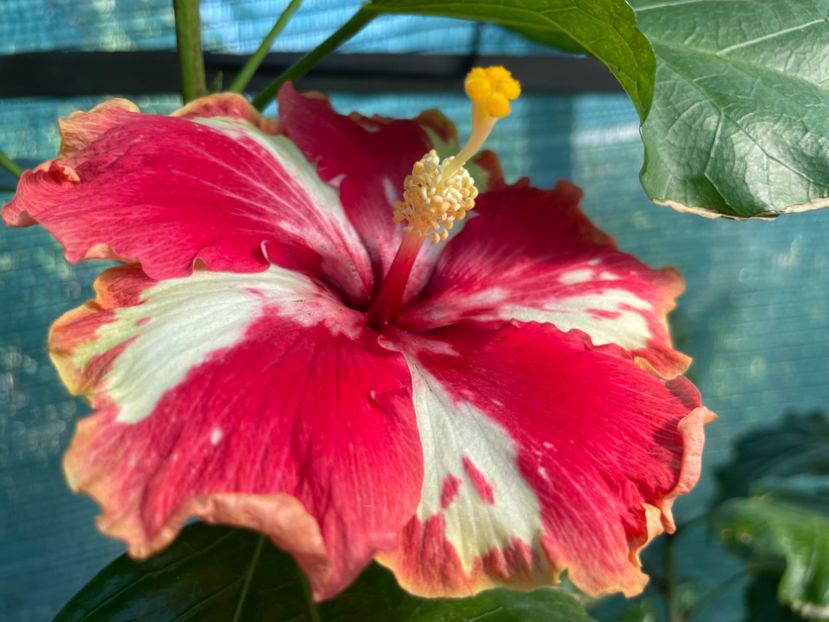  - 001 - Hibiscusi 2024 - 2