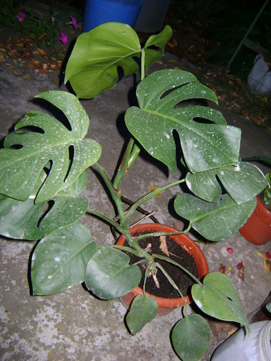 DSC01542