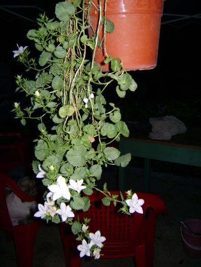 campanula