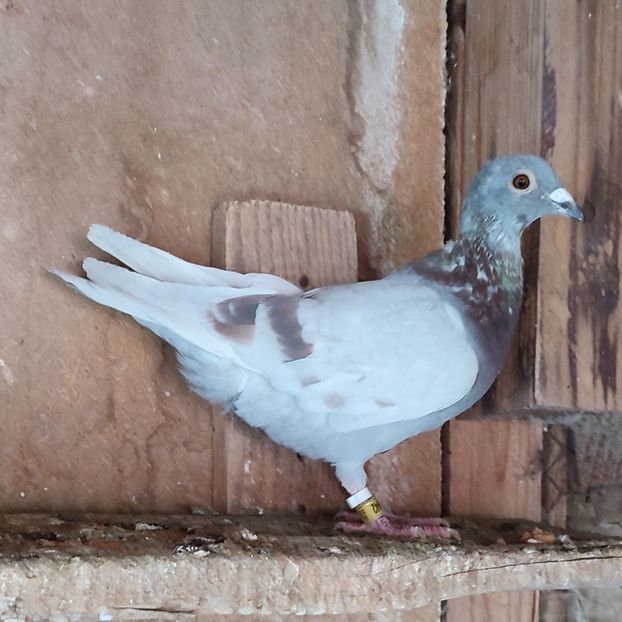 Mascul 24-942....-10 lei - Porumbei vanduti