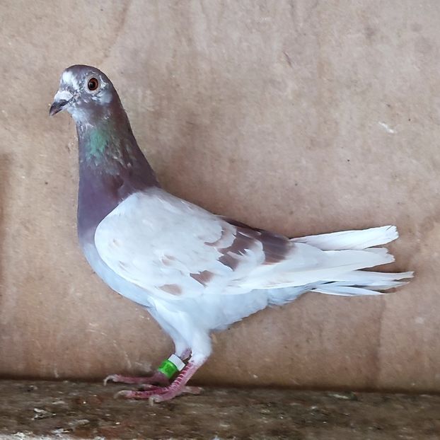 Femela 23-037....-15 lei - Porumbei vanduti