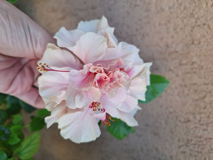  - Hibi White Pride of Hankins