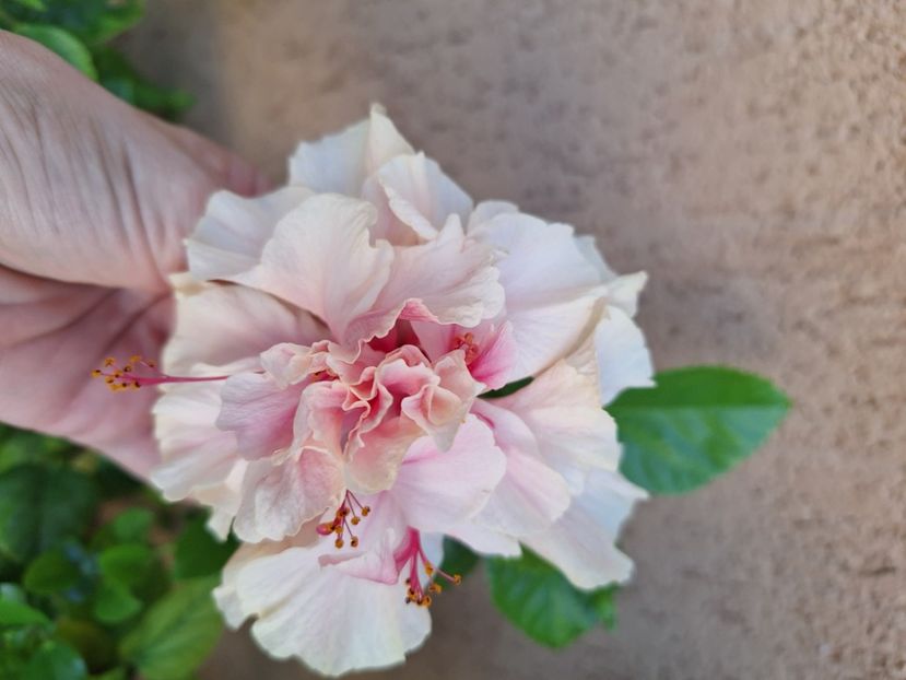  - Hibi White Pride of Hankins