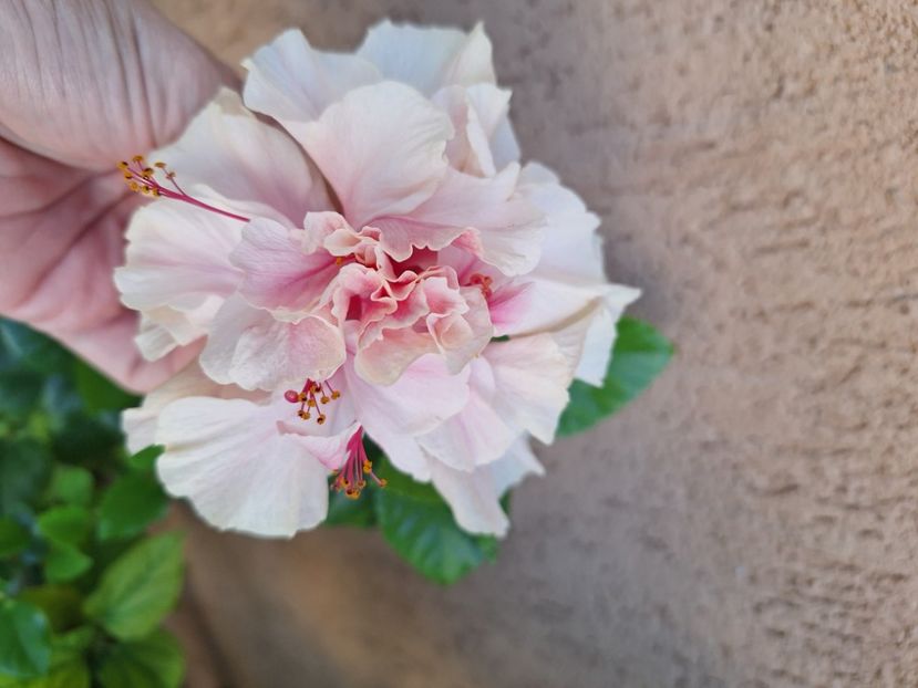  - Hibi White Pride of Hankins