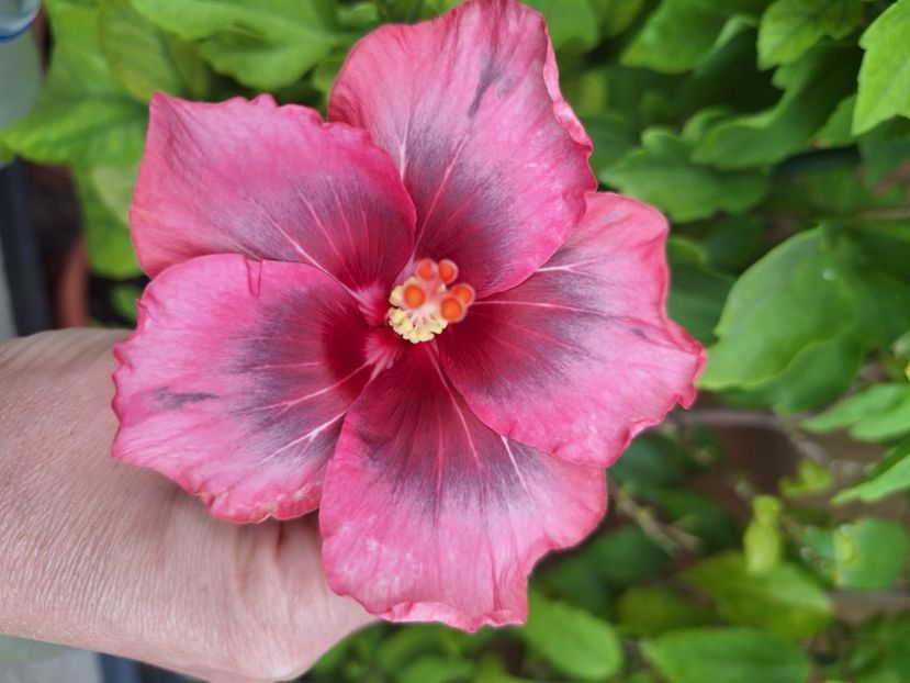  - Hibii BB Trufles x Diana S