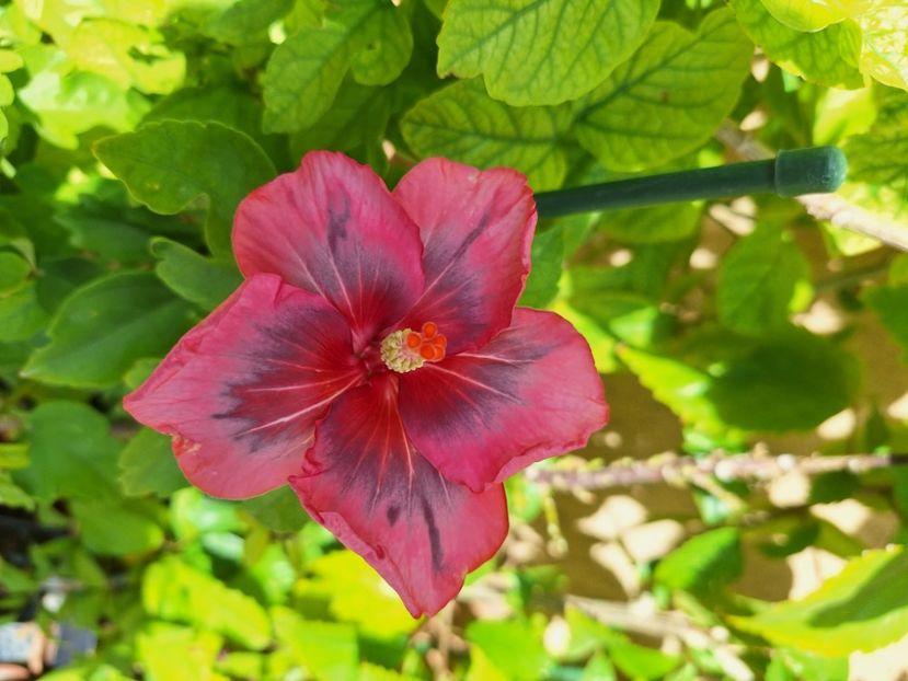  - Hibii BB Trufles x Diana S