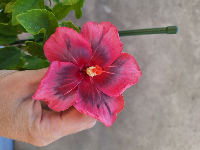  - Hibii BB Trufles x Diana S