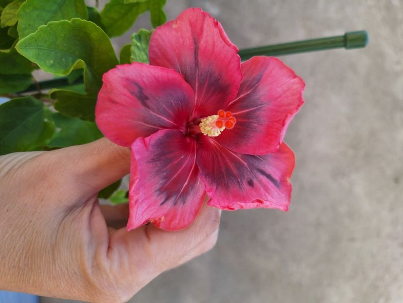  - Hibii BB Trufles x Diana S