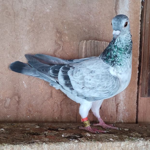 Femela 24-930 - Porumbei vanduti