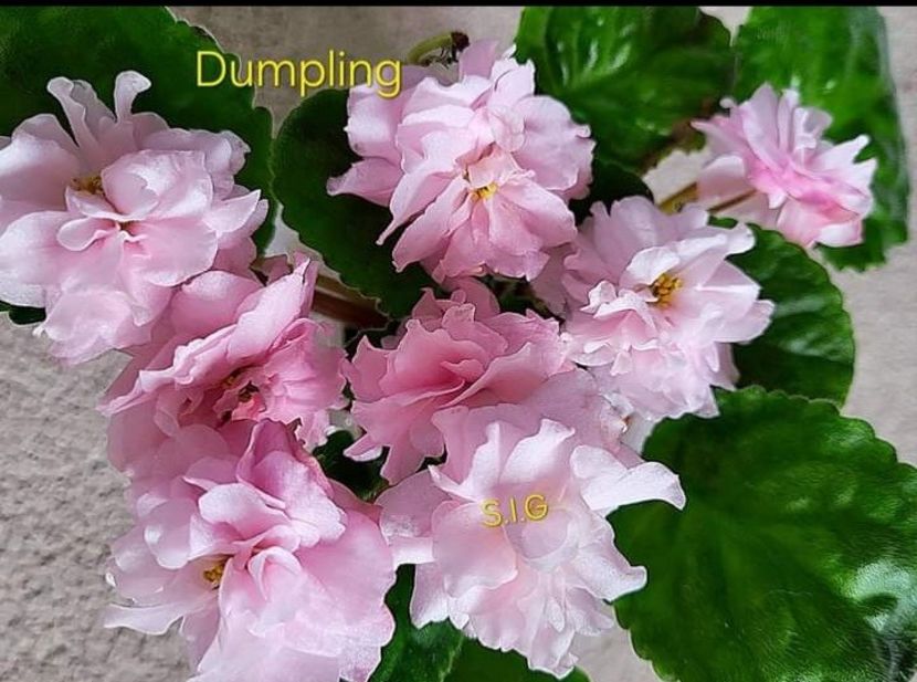 Poza net - Dumplin