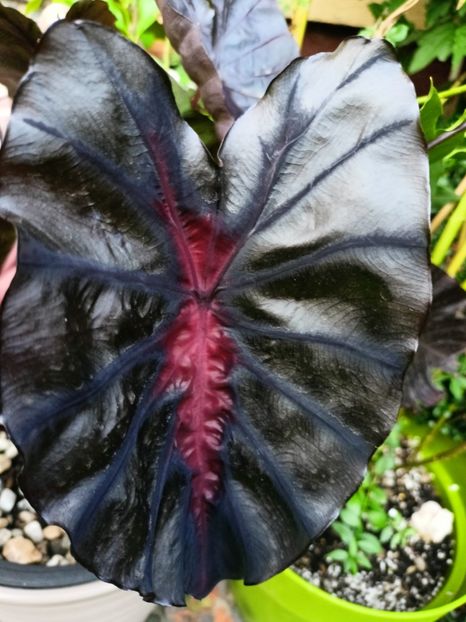 Colocasia Redemption - Grădina 2024 continuare 4