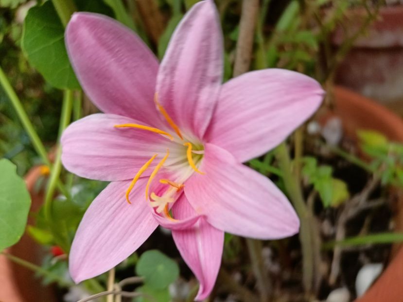  - Grădina 2024 continuare 4