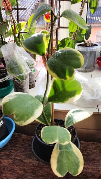 22 septembrie 2024 - Hoya Kerrii Albomarginata