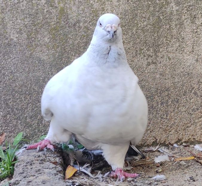 Video nr 16 - 4- MOVIES -filmy