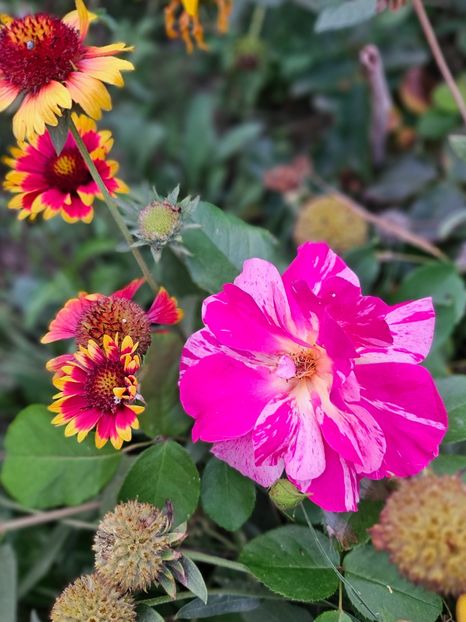  - Trandafiri 2023 3 2024