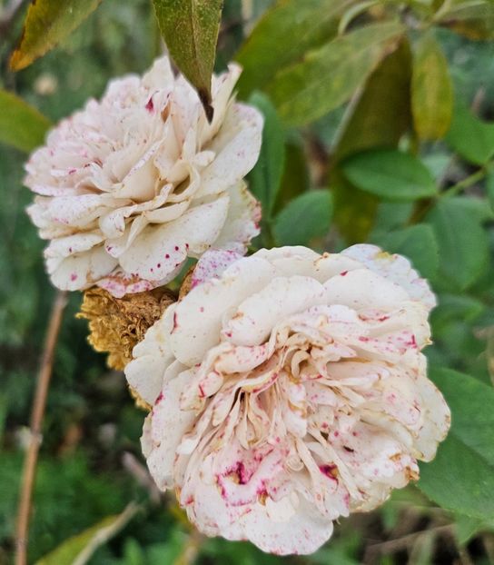  - Trandafiri 2023 3 2024