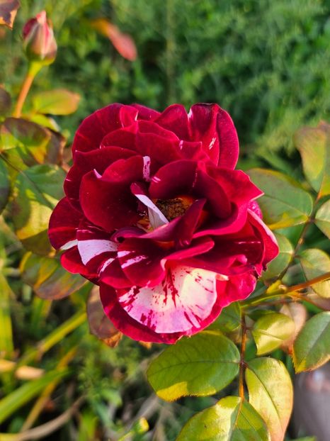  - Trandafiri 2023 3 2024