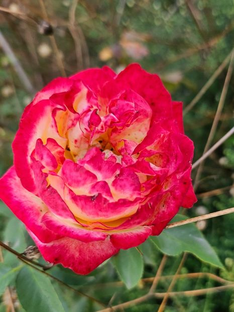 Vulcanica - Trandafiri 2023 3 2024