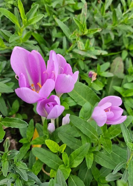  - Trandafiri 2023 3 2024