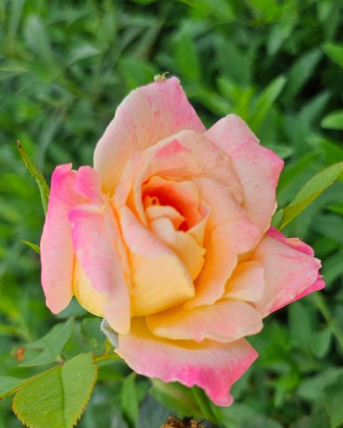  - Trandafiri 2023 3 2024