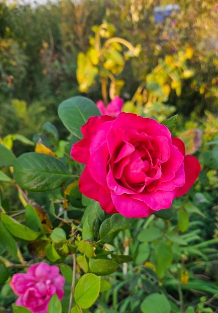  - Trandafiri 2023 3 2024