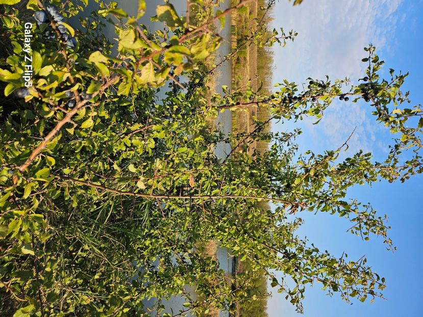 Porumbar - Trandafiri 2023 3 2024