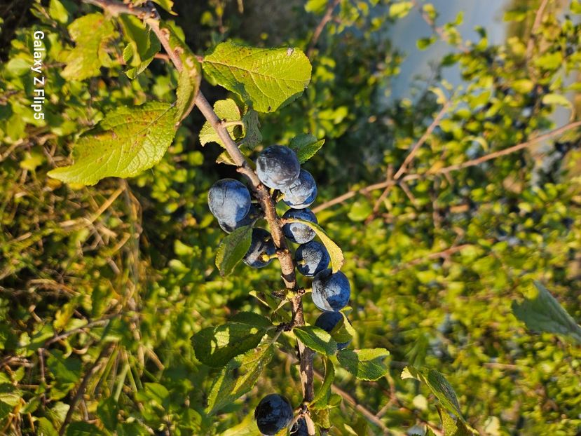  - Trandafiri 2023 3 2024