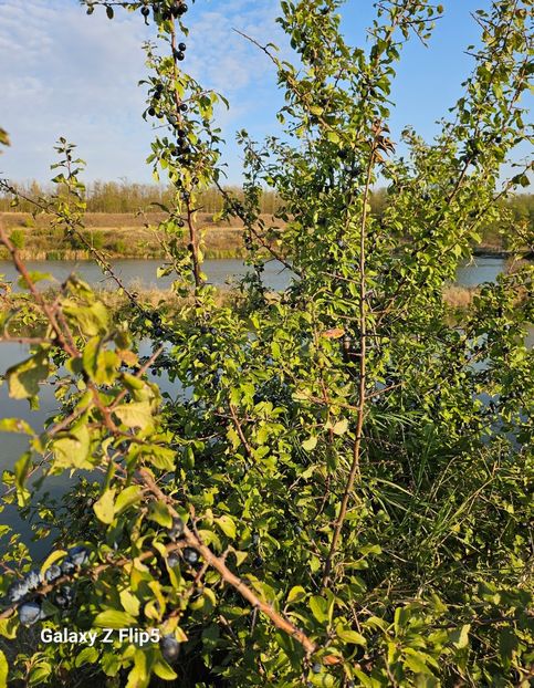 Porumbar - Arbusti 2017 23 24